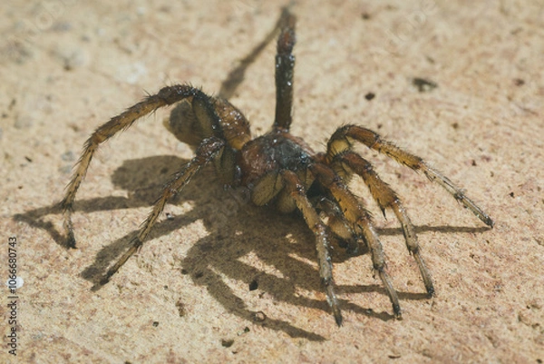 Obraz wolf spider on the ground
