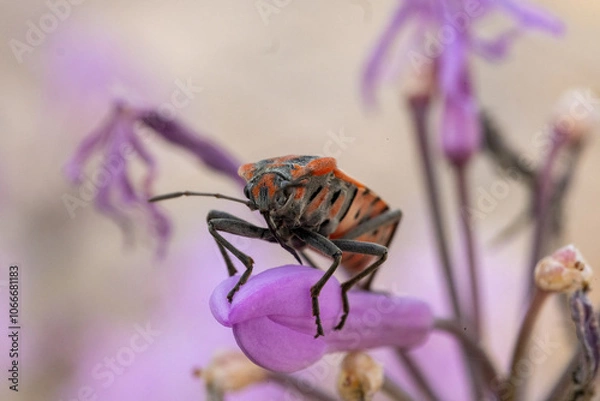 Obraz Fire bug, Lygaeus equestris, on a flower