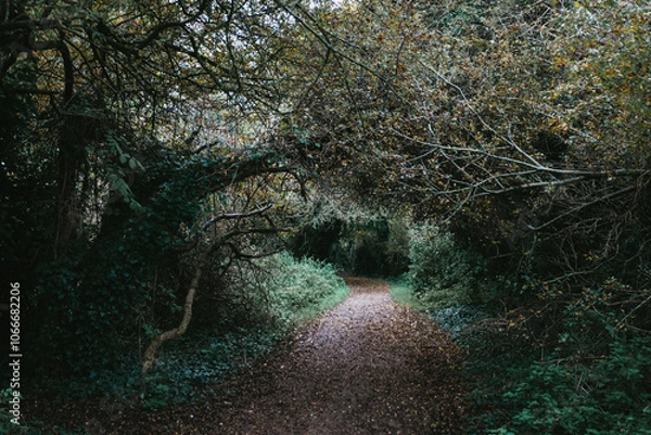 Obraz a path through woodland