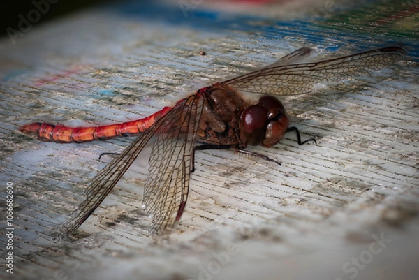 Obraz dragonfly on a map