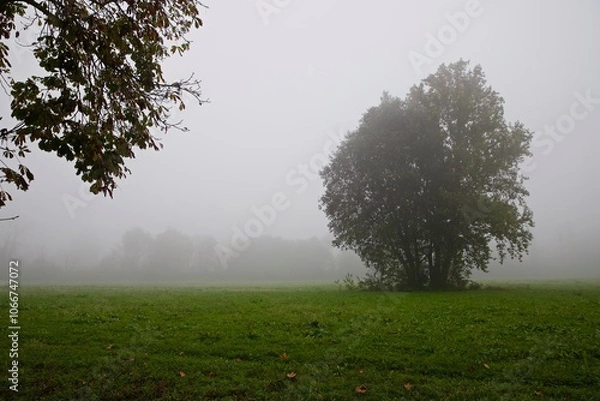 Obraz Autunno nel parco di Monza