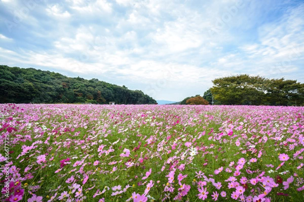 Fototapeta コスモス畑＠佐世保市展海峰