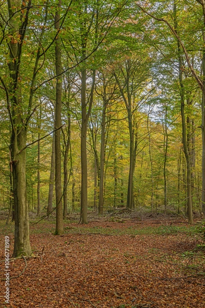 Fototapeta A clearing in the forest with vibrant autumn colors in the forest of Buggenhout