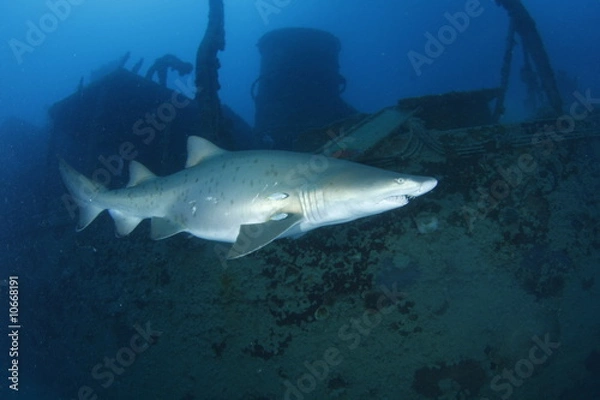 Fototapeta シロワニ