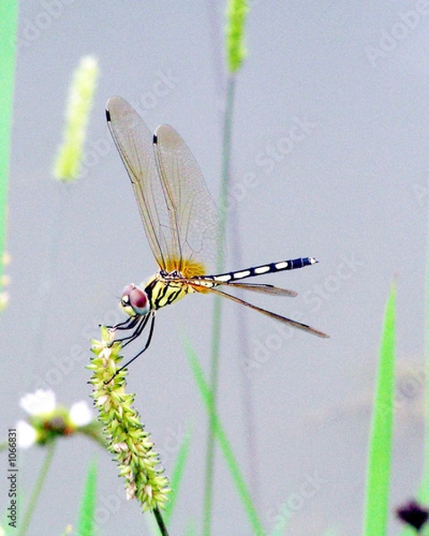 Obraz dragonfly