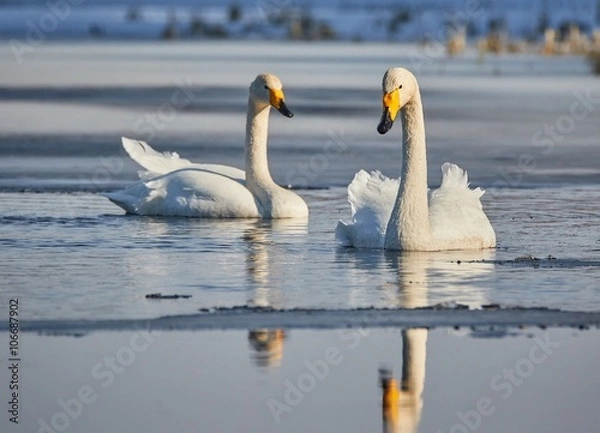 Obraz Whooper swan (Cygnus Cygnus) couple swimming in icy lake in the spring in Finland.