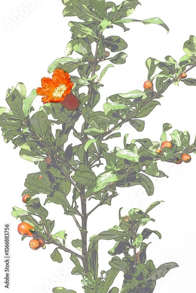 Obraz ザクロの花　初夏