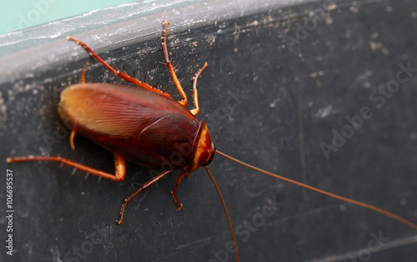 Obraz brown cockroach