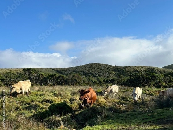 Fototapeta cows on pico island