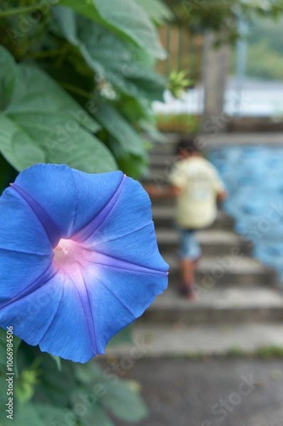 Obraz 夏に咲く綺麗な青いアサガオの花