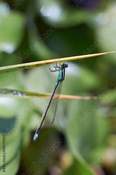 Obraz 水辺の植物にとまっている美しいイトトンボ