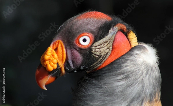 Obraz Oiseau Coloré