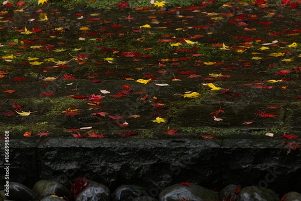 Fototapeta お寺の境内の苔の上に落ちた黄色や赤色に紅葉したもみじの落ち葉