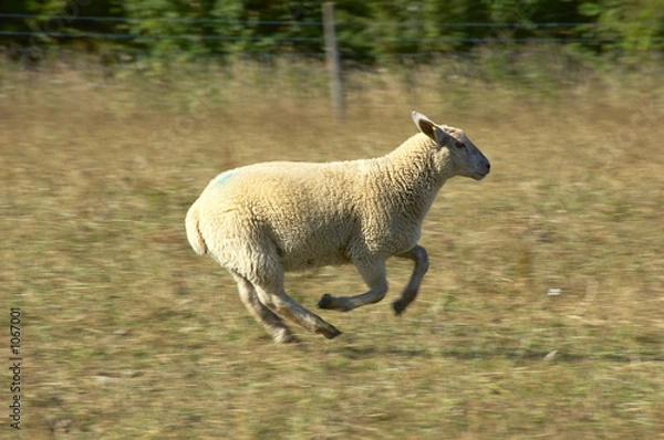 Obraz sheep