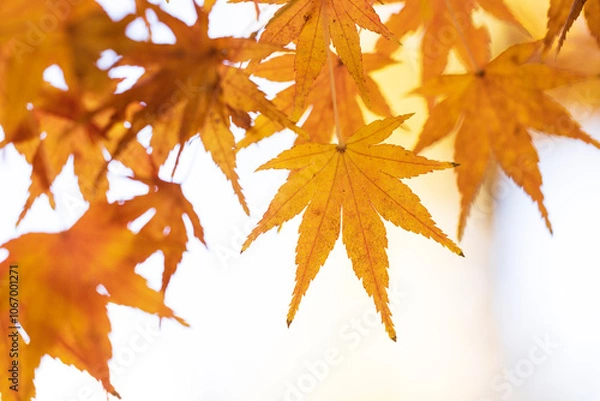 Fototapeta オレンジ色に紅葉したもみじの葉のクローズアップ