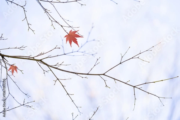 Fototapeta 僅かに数枚だけ枝の上に残った赤色に紅葉したもみじの葉と空