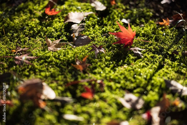 Fototapeta 緑色の苔の上に落ちて光を浴びる赤色に紅葉したもみじの落ち葉と枯れ葉
