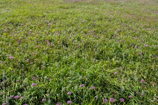 Fototapeta a view of a wind farm with power lines in the background