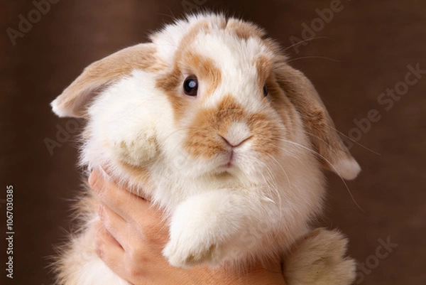 Obraz The owner picked up the pet rabbit in his arms