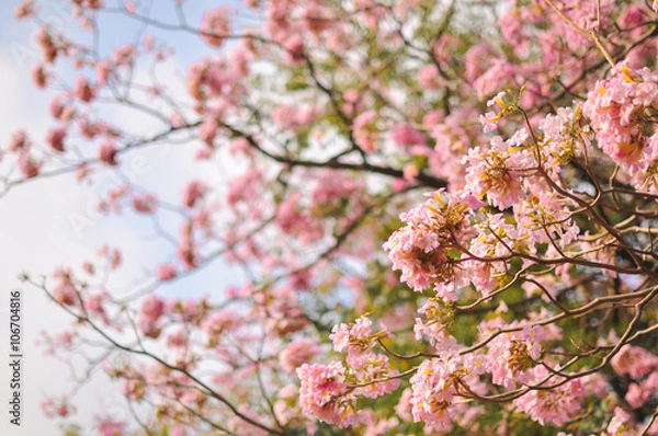 Obraz Spring cherry blossom blur background