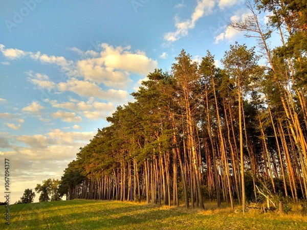 Obraz Na skraju lasu