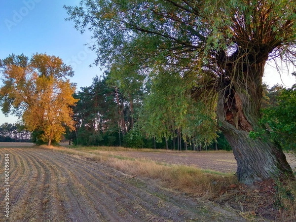 Obraz Wierzba