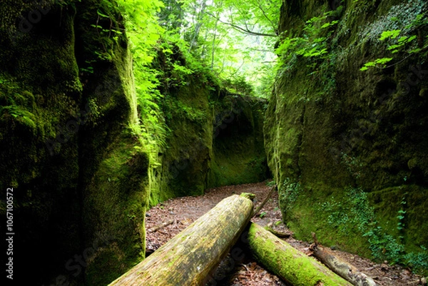 Fototapeta 日本、北海道、支笏湖の苔の回廊