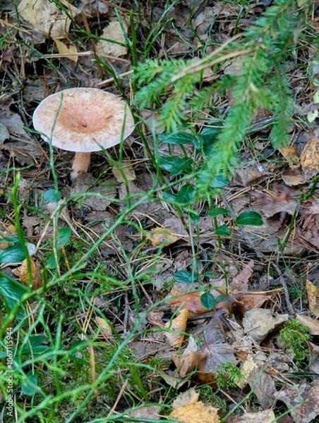 Obraz Mushroom in the forest