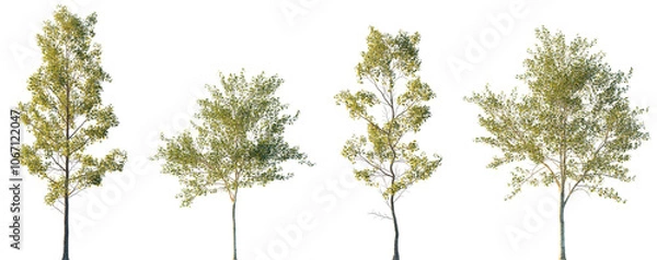 Obraz Populus alba and Alnus cordata (Italian alder) frontal set trees isolated png in sunset lighting on a transparent background premium cutout