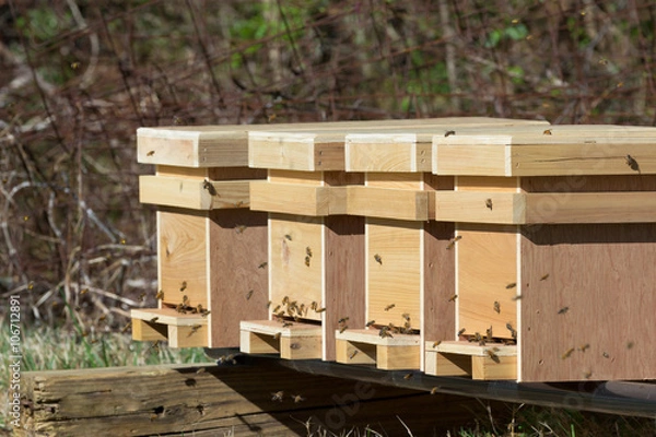 Fototapeta Close up of Honey Bee hives in apiary