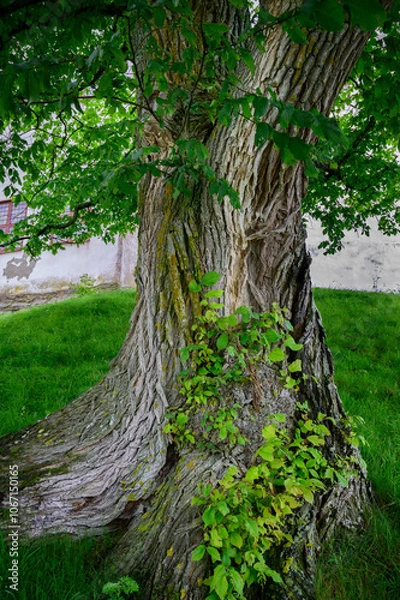 Fototapeta Old oak tree