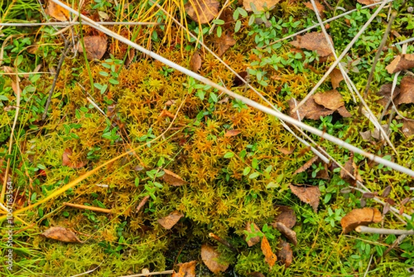Fototapeta green moss thrives on the forest floor with fallen leaves, tiny plants and cranberry leaves. This serene spot reflects the beauty of nature in late autumn. Full frame texture background