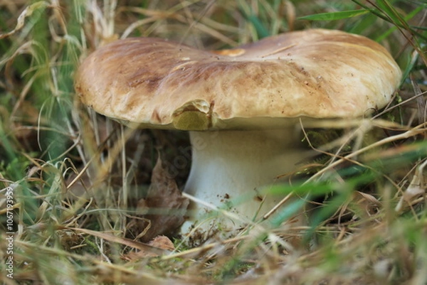 Obraz Borowik