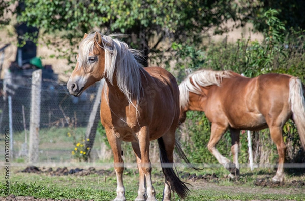 Obraz Haflinger Pferde auf einer Koppel