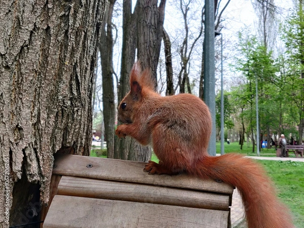 Obraz Red squirrel with nut in the paws