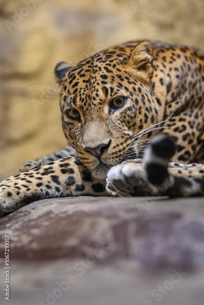 Fototapeta Ceylon leopard in head detail.

