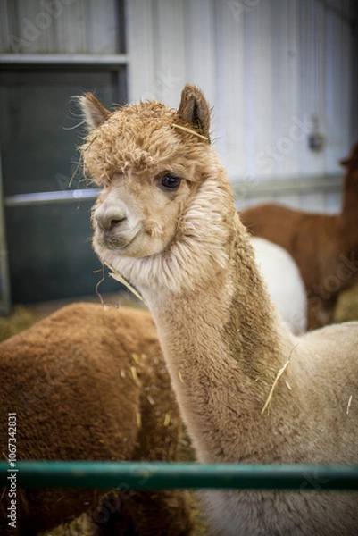Obraz Light brown alpaca