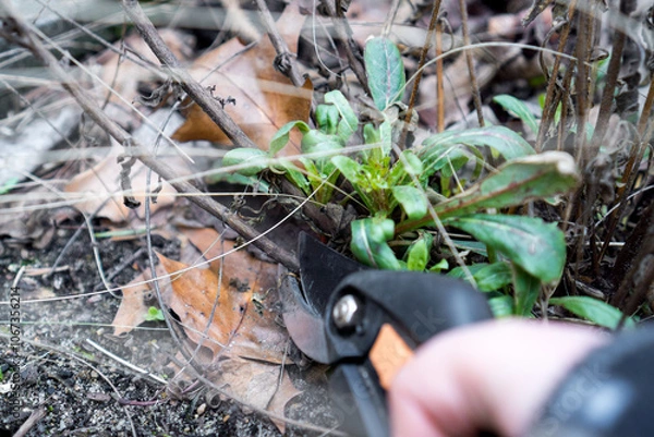Fototapeta Close-up of pruning Gaura (Oenothera lindheimeri) with garden shears during winter cleanup in preparation for spring growth 