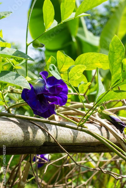 Obraz Blooming Clitoria Ternatea (Butterfly Pea)