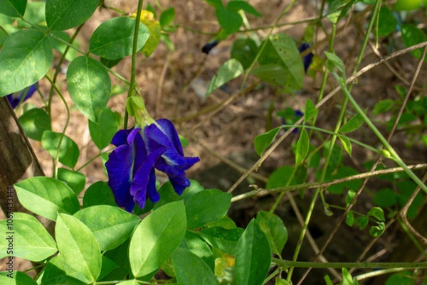 Obraz Blooming Clitoria Ternatea (Butterfly Pea)