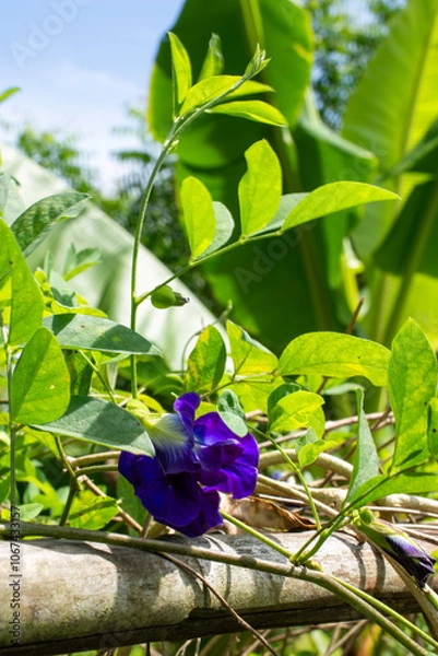 Obraz Blooming Clitoria Ternatea (Butterfly Pea)