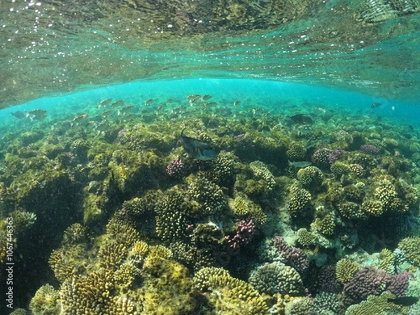 Obraz coral reef and diver