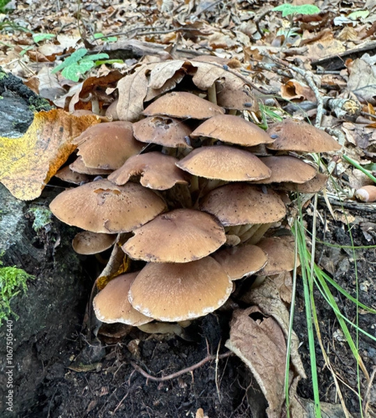 Fototapeta Brown inedible mushrooms grow on a decomposing log covered with green moss among fallen leaves.