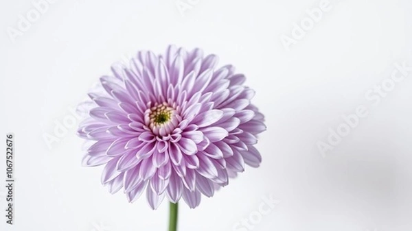 Fototapeta A delicate chrysanthemum flower in lilac hue is set against a soft white background, showcasing its intricate petals and subtle color tones, garden flowers, flower details