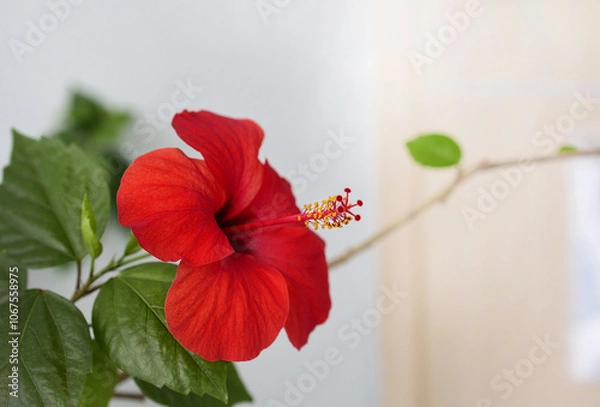 Obraz red flower 