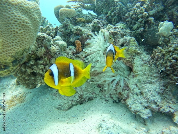 Obraz Clownfish 