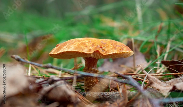 Fototapeta mushrooms in the forest