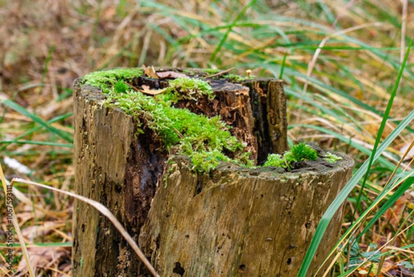 Fototapeta mushroom on the stump