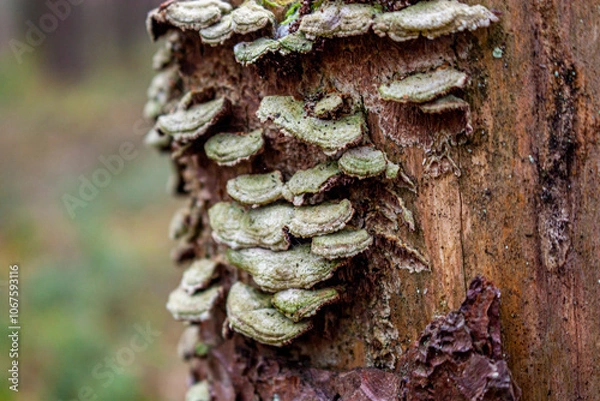 Fototapeta mushroom on the tree