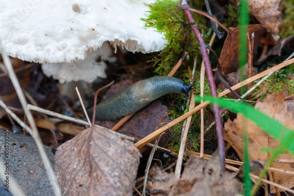 Fototapeta Slug and white mushroom in the forest